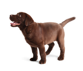 Cute chocolate Labrador Retriever puppy on white background