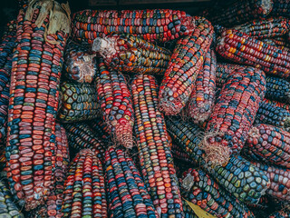 Colorful corn in a wooden box