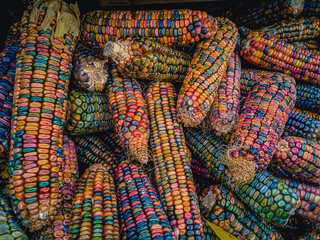 Colorful corn in a wooden box