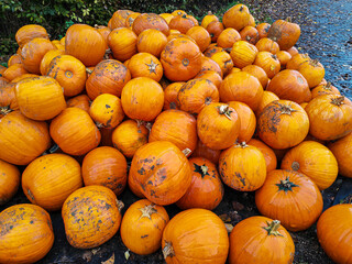 A nice big pile of orange pumpkins