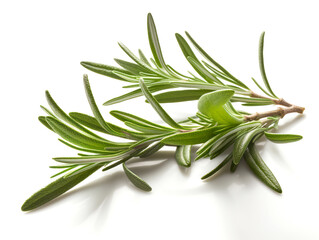 Fototapeta premium Rosemary twig isolated on white background.