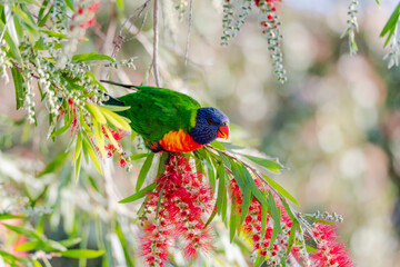 Rainbow Lorikeet in the bottlebrush tree