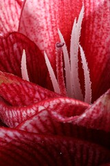 Beautiful red amaryllis flower with water drops as background, macro view