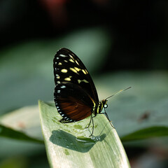 Black and yellow butterfly