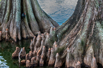 Cypress tree roots in lake with black bird nesting inside tree trunk
