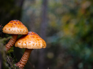 Double mushrooms on log with forest background.