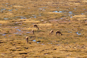 Vicuñas libres