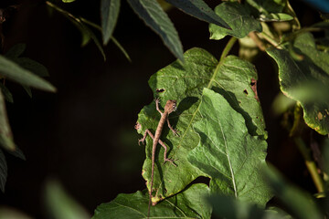 Close up of a small lizard on a green leaf in the garden
