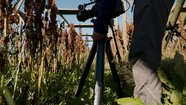 Man Positions A Camera In The Midst Of Curly Dock