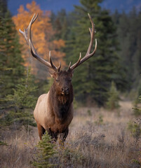 Naklejka na ściany i meble Bull elk during the rut in the Rocky Mountains 