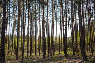 dark pine tree forest northern kyiv oblast 