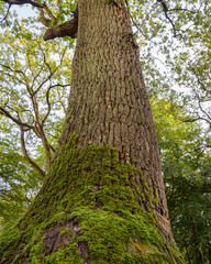 Tree trunk covered in moss in the forest.