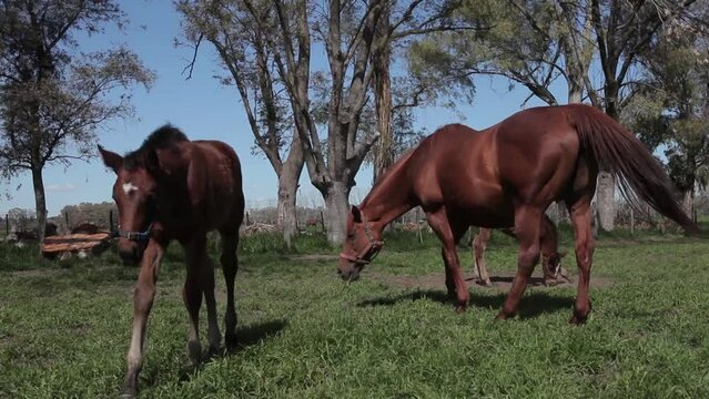 caballos y potrillos en el campo