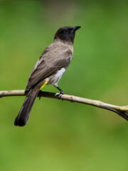 Common Bulbul on tree branch against green background