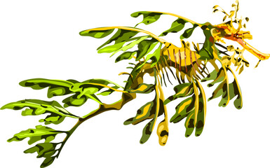 Drawing of leafy sea dragon