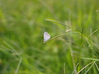 チョウ　ヤマトシジミ