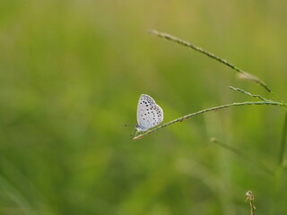 チョウ　ヤマトシジミ