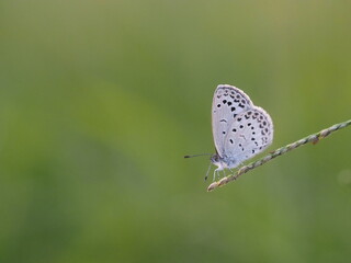 チョウ　ヤマトシジミ