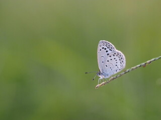 チョウ　ヤマトシジミ
