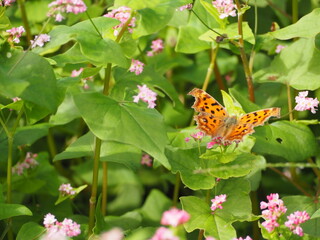 蝶　蕎麦の花にとまるキタテハ