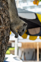 A squirrel hangs head down, clinging to a tree trunk with its hind paws and holding a nut in its front paws that it is eating. Finlayson's squirrel lives in Cambodia Laos Myanmar Thailand and Vietnam.