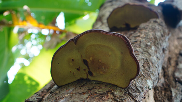 close up of pathogenic fungi a trunk