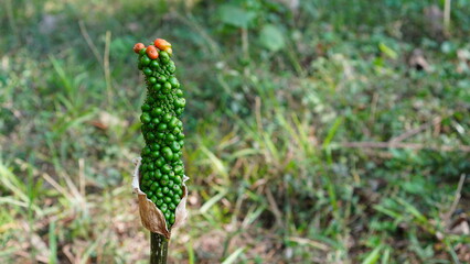 fruit of Amorphophallus variabilis
