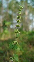Ballota nigra plant in the forest