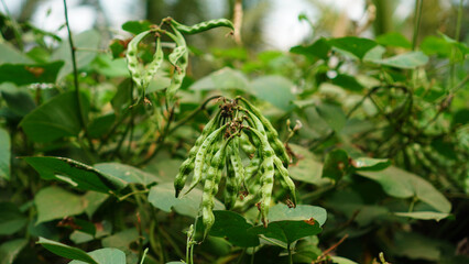 Fototapeta premium Lablab purpureus pods on a tree