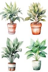 Fototapeta na wymiar House plant in pot, watercolor illustration, isolated clipart on white background, green leaves, flower