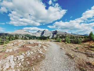 Twin Cairns Meadows, Banff, Rocky Mountains