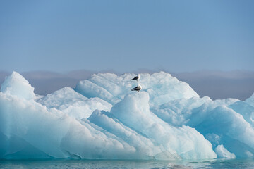 Black-Legged Kittiwake gulls perched on an iceberg in Liefde Fjord, Svalbard, Arctic
