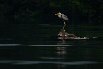 A grey heron ardea cinerea perching on a shallow water, with natural bokeh background and reflection