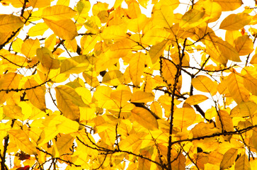 This is a golden leaf shot on March 26, 2014. They will soon fall and grow green leaves again. Shot in Shapingba District, Chongqing, China.