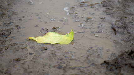 Fall's First Hints: Welcoming Autumn.