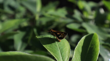 peanut leaves that thrive and have thick leaves