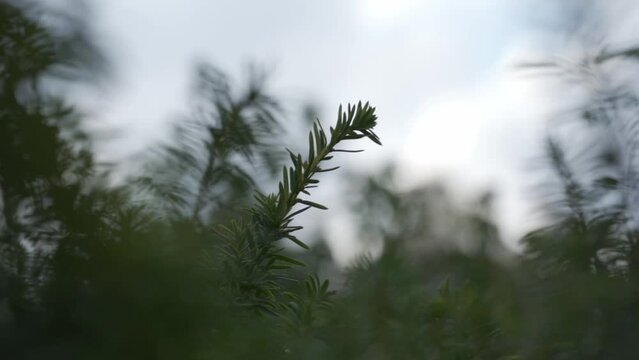 Close up static shot of branches of a fir tree as they blow in the wind providing a cool and autumnal atmosphere in a cool and dreary weather