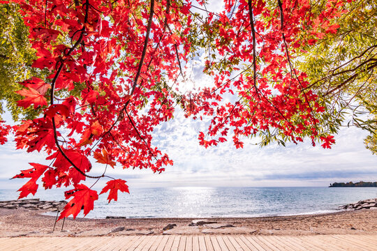 fall color in the toronto beaches: bright red maple leaves hang from top of frame with with a wooden boardwalk lake ontario and a bright autumn sky in the background 