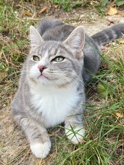 Cute gray cat laying body on green grass