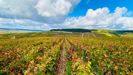 Vineyard in champagne country in France
