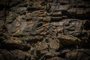 Fototapeta premium stone wall big horn