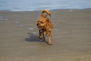 Wet dog coming out of the sea