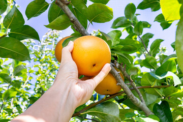 梨の収穫　梨狩り © あんみつ姫