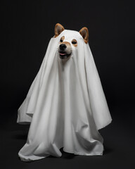 Funny dog in halloween costume of spooky dhost. Doggy ghost. High quality vertical photo of siba inu