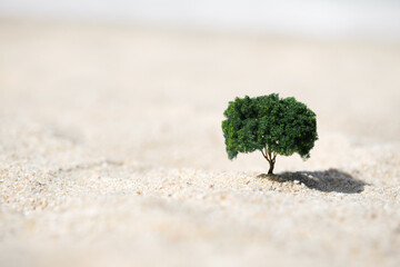 Small tree growing out of the sand in the desert