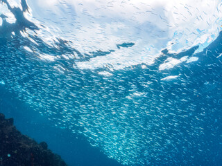 ヒリゾ浜の美しい青い海とキビナゴ（キビナゴ科）の群れ。

静岡県伊豆半島賀茂郡南伊豆町中木から渡し船で渡るヒリゾ浜にて。
2023年10月22日水中撮影。

The Beautiful blue ocean and schools of Silver-Stripe Round Herrings.

HIRIZO Beach, Nakagi, South IZU, Kamo-gun, Izu Pen