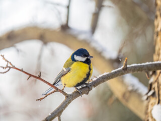 Cute bird Great tit, songbird sitting on a branch without leaves in the autumn or winter.