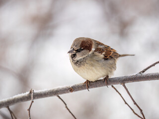 Sparrow sits on a branch without leaves.