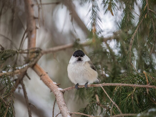 Cute bird the willow tit, song bird sitting on the fir branch with snow in winter