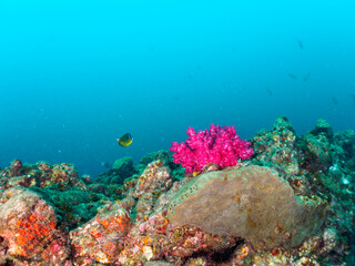 ヒリゾ浜の美しいウミトサカ（ソフトコーラル）とチョウチョウウオ（チョウチョウウオ科）他の群れ。

静岡県伊豆半島賀茂郡南伊豆町中木から渡し船で渡るヒリゾ浜にて。
2023年10月22日水中撮影。


The Beautiful Soft Coral 